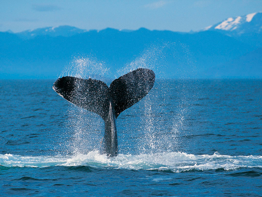 La baleine telle qu`on en voit en Mer Norvégienne